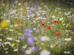 Natur-Blumenwiese Bislicher Inseln Xanten 0624